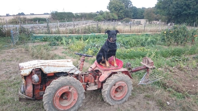 Des Vifs Embruns - Des nouvelles de I'aka, une beauceronne heureuse