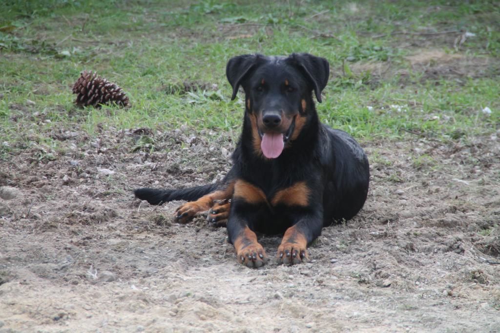 Des Vifs Embruns - Noune ou la posture fière de beauceronne