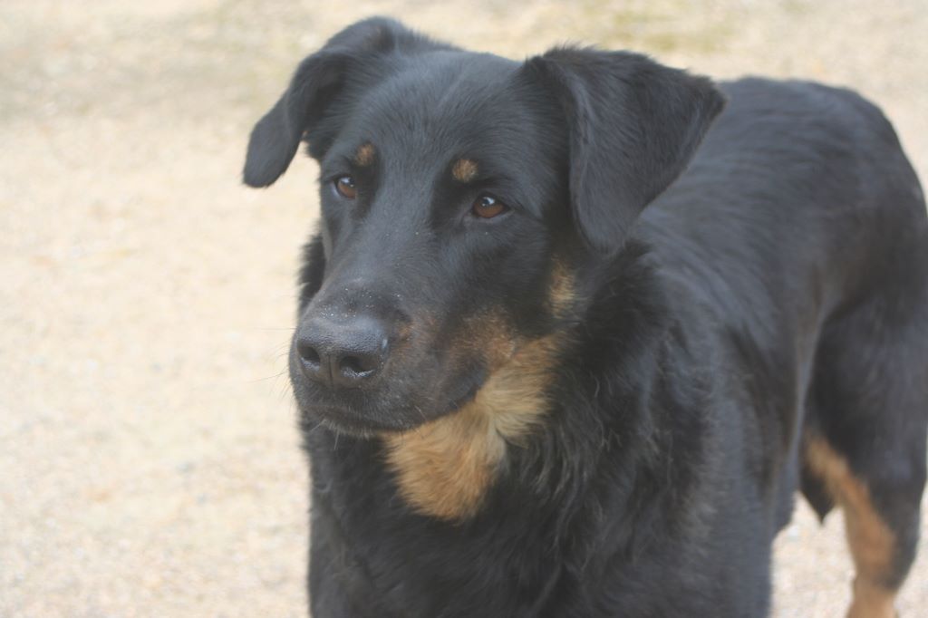 Des Vifs Embruns - Drunya au paradis des chiens