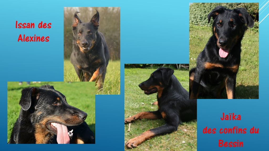 Des Vifs Embruns - Bientôt des bébés beauceron