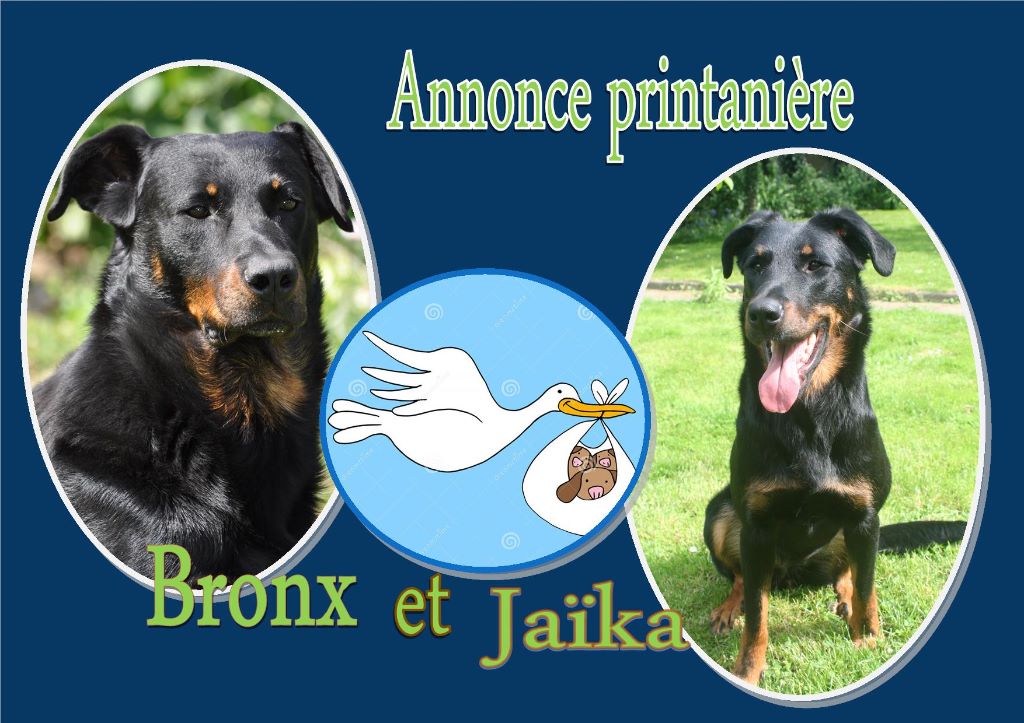 Des Vifs Embruns - Naissance  de petits beaucerons