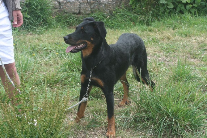 Des Vifs Embruns - Jaïka confirmée à la journée beauceronne