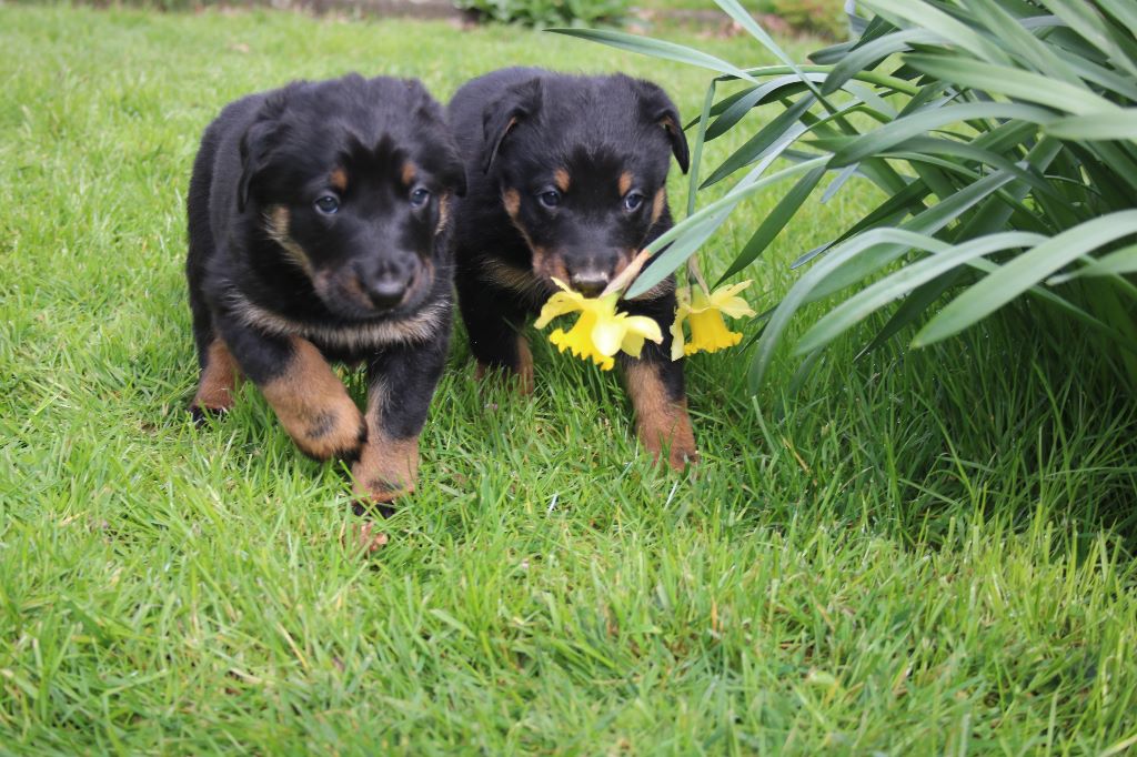 Des Vifs Embruns - Plus de chiots disponibles !