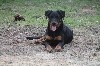  - Noune ou la posture fière de beauceronne