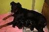  - Les petits beaucerons irresistibles !