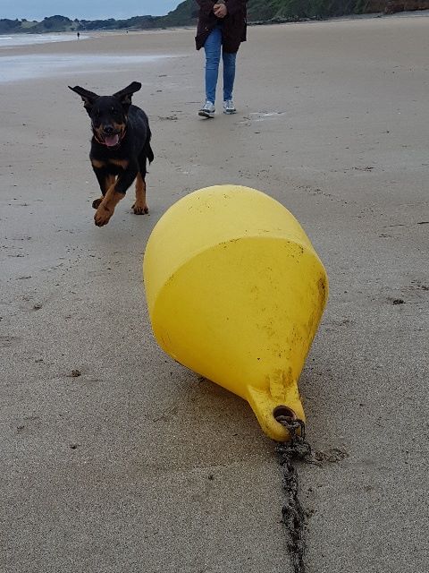 Des Vifs Embruns - Nasko heureux au bord de l'eau !