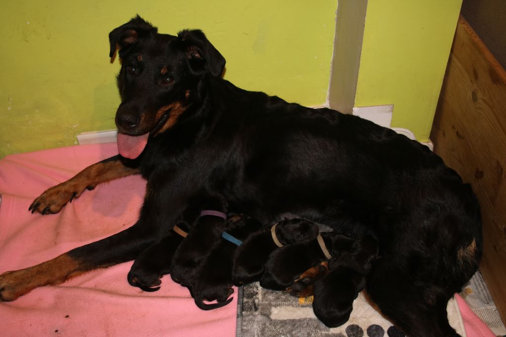 Des Vifs Embruns - Les petits beaucerons irresistibles !